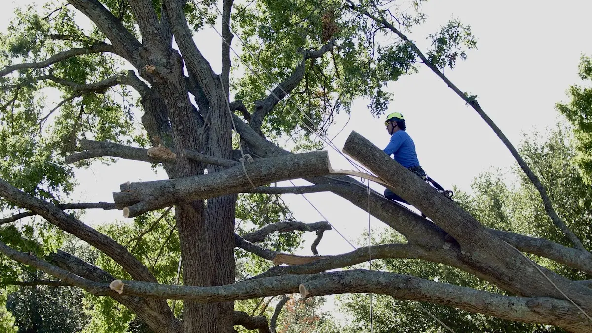 Professional Crown Thinning performed by certified arborists in Moran