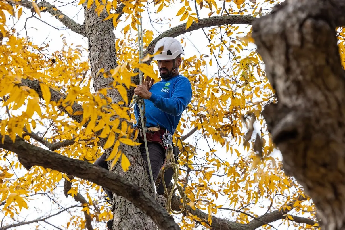 Skilled Tree Transplanting crew working in Moran